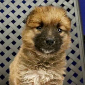 Chihuahua Dogs Available for Adoption in Fort Davis, Texas - Cora | PetCurious