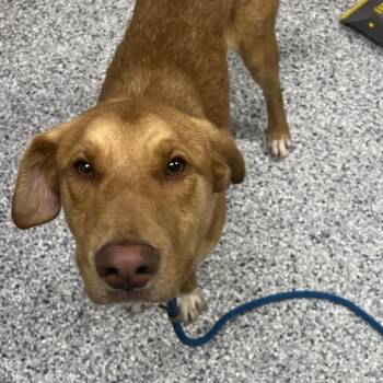 Wagner -  Labrador Retriever Dog for Adoption in Birmingham, Alabama - Wagner | PetCurious