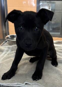 Rescue Labrador Retriever Dogs for Adoption in Lawrenceville, Georgia - Pen 220 Tina | PetCurious