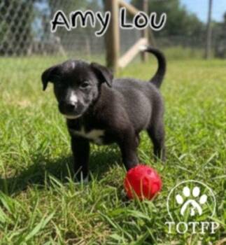 Rescue Border Collie and Labrador Retriever Dogs for Adoption in Batesville, Arkansas - Amy Lou | PetCurious