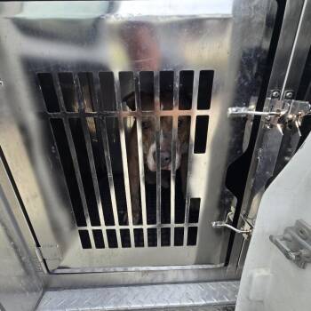 champ -  Mixed Breed Dog for Adoption in Philadelphia, Pennsylvania - Champ | PetCurious