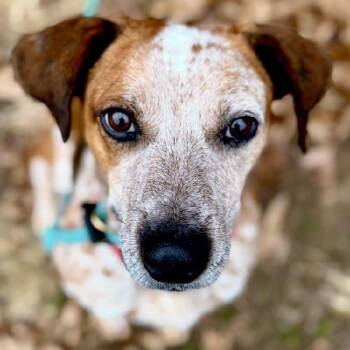 Hugo -  Cattle Dog and Hound Dog for Adoption in Aldie, Virginia - Hugo | PetCurious