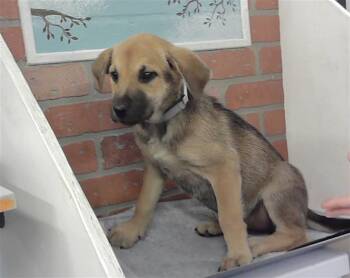 German Shepherd Dog and Mixed Breed Dogs Available for Adoption in Houston, Texas - A2073937 | PetCurious