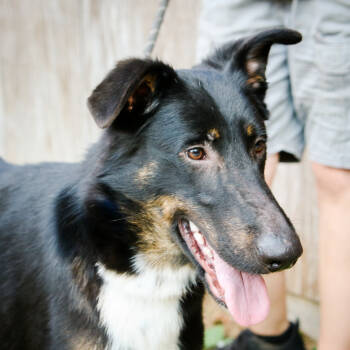 Rescue German Shepherd Dog and Collie Dogs for Adoption in Hattiesburg, Mississippi - Porter | PetCurious