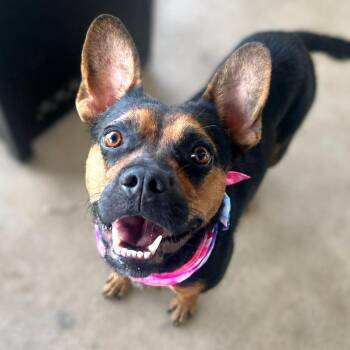 Alina -  Australian Kelpie and Shepherd Dog for Adoption in Boerne, Texas - Alina | PetCurious