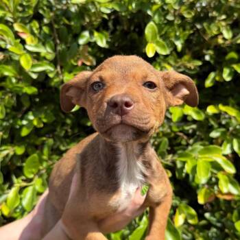 Green -  Terrier and Mixed Breed Dog for Adoption in Goleta, California - Green | PetCurious