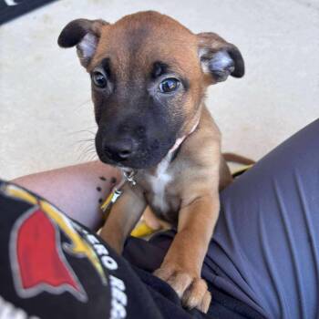 Rescue Pit Bull Terrier and Belgian Shepherd Malinois Dogs for Adoption in Jarrettsville, Maryland - Gale Force | PetCurious