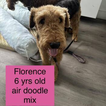 Airedale Terrier Dogs Available for Adoption in Tampa, Florida - Florence | PetCurious