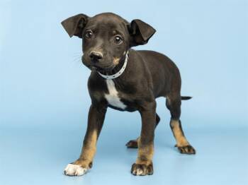 BEN GRIMM -  Rottweiler Dog for Adoption in Phoenix, Arizona - BEN GRIMM | PetCurious