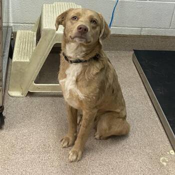 Australian Shepherd Dogs Available for Adoption - Dallas | PetCurious