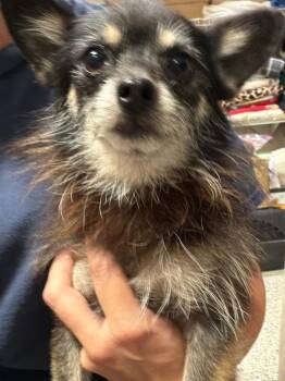 Huckleberry Pie -  Chihuahua and Yorkshire Terrier Dog for Adoption in Richmond, Texas - Huckleberry Pie | PetCurious