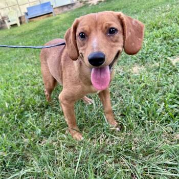 Objection -  Mixed Breed Dog for Adoption in Fredericksburg, Virginia - Objection | PetCurious