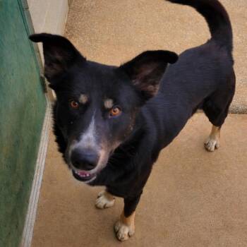 Shepherd Dogs Available for Adoption in Corinth, Mississippi - Ashe | PetCurious