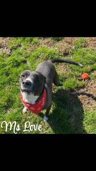 Rescue Pit Bull Terrier Dogs for Adoption in Denison, Texas - Ms Love | PetCurious