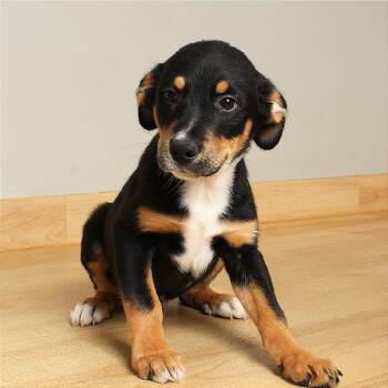 Border Collie and Shepherd Dogs Available for Adoption in Minnetonka, Minnesota - Jameson D68777 | PetCurious