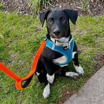 Mixed Breed Dogs Available for Adoption in Skokie, Illinois - Thames | PetCurious
