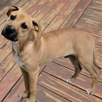 Pit Bull Terrier Dogs Available for Adoption - Tito | PetCurious