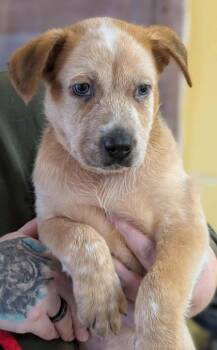 Rescue Cattle Dog and Mixed Breed Dogs for Adoption in La Harpe, Kansas - Franz | PetCurious