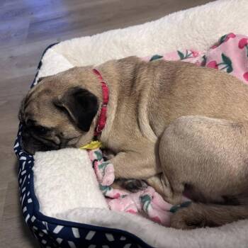 Ozma -  Pug Dog for Adoption in Ramona, California - Ozma | PetCurious