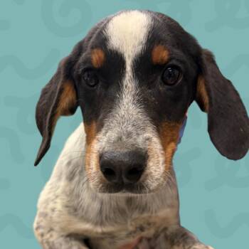 Robin -  Bluetick Coonhound Dog for Adoption in Reno, Nevada - Robin | PetCurious