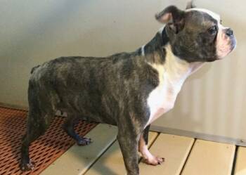 Boston Terrier Dogs Available for Adoption - Elphaba | PetCurious