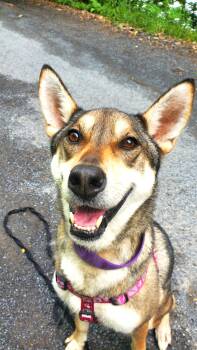Rescue Husky Dogs for Adoption in Ithaca, New York - Emmy (silly Sweetheart!) | PetCurious