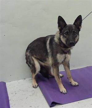 Rescue German Shepherd Dog and Mixed Breed Dogs for Adoption in Houston, Texas - DIAMOND | PetCurious