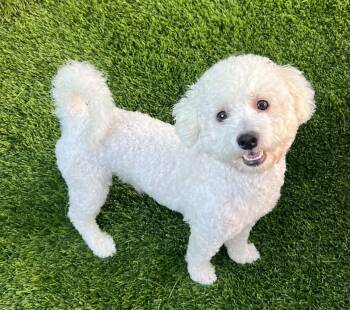 Bentley -  Poodle Dog for Adoption in Seattle, Washington - Bentley | PetCurious