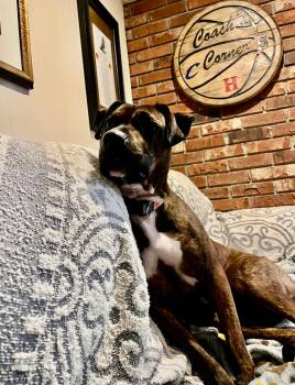 Boxer Dogs Available for Adoption - Mauka | PetCurious