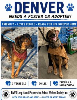 DENVER -  American Staffordshire Terrier Dog for Adoption in Huntington, New York - DENVER | PetCurious