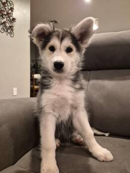 Husky Dogs Available for Adoption - Wolfie | PetCurious