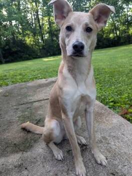 Nelly -  Hound Dog for Adoption in Bloomington, Indiana - Nelly | PetCurious