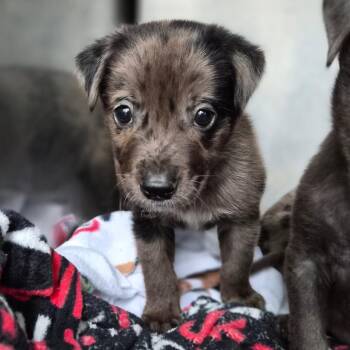 Catahoula Leopard Dog Dogs Available for Adoption - Scar | PetCurious