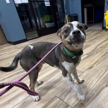 Alden -  Pit Bull Terrier Dog for Adoption in Newark, New Jersey - Alden | PetCurious