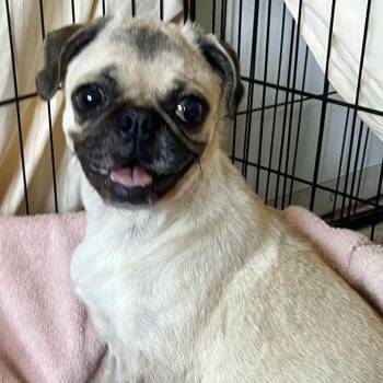 Celia BW -  Pug Dog for Adoption in Austin, Texas - Celia BW | PetCurious