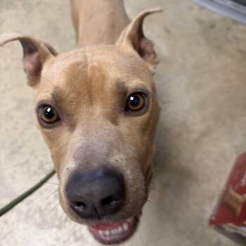 Terrier Dogs Available for Adoption - Baker | PetCurious