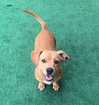 Nugget -  Dachshund and Corgi Dog for Adoption in Dalton, Georgia - Nugget | PetCurious