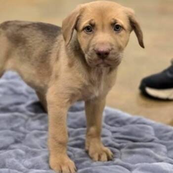Cleo -  Mixed Breed Dog for Adoption in New York, New York - Cleo | PetCurious