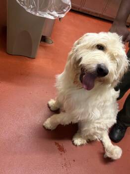 Snowman -  Poodle Dog for Adoption in Douglasville, Georgia - Snowman | PetCurious