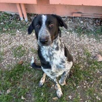 Australian Kelpie Dogs Available for Adoption - Nikki Bella | PetCurious