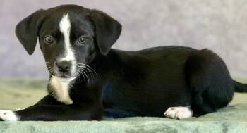 Great Pyrenees and Mixed Breed Dogs Available for Adoption in Warren, Michigan - DOS | PetCurious