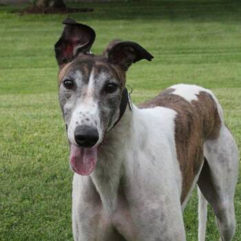 Hudson -  Greyhound Dog for Adoption in Goshen, Indiana - Hudson | PetCurious