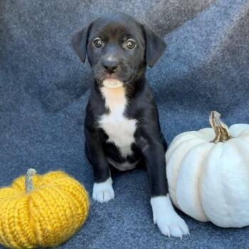 Rescue Spaniel and Terrier Dogs for Adoption in San Diego, California - Speckle Pup - Spatters | PetCurious