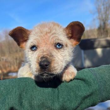 Cattle Dog Dogs Available for Adoption - CT Daphne Blake Avail Mar 21 | PetCurious