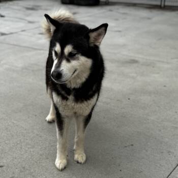 Husky Dogs Available for Adoption in Eufaula, Oklahoma - Kayla | PetCurious