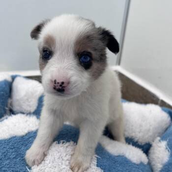 Maple -  Australian Shepherd and Mixed Breed Dog Available for Adoption in Kanab, Utah - Maple | PetCurious