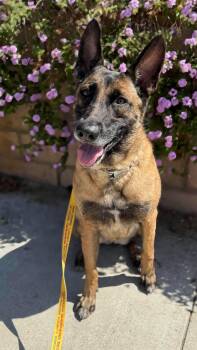 Rescue Belgian Shepherd Malinois Dogs for Adoption in Newport Beach, California - Luna | PetCurious
