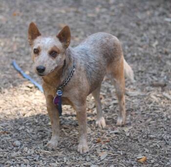 Lina -  Australian Cattle Dog Blue Heeler Dog for Adoption in Paso Robles, California - Lina | PetCurious