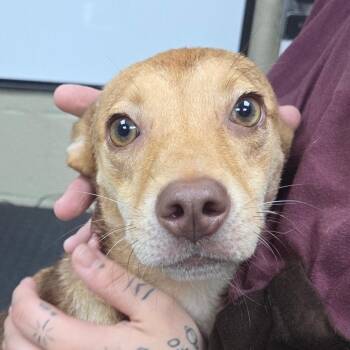 Kida -  Pit Bull Terrier and Australian Shepherd Dog for Adoption in Madisonville, Kentucky - Kida | PetCurious