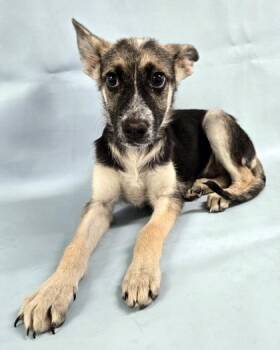Sunflower -  German Shepherd Dog and Mixed Breed Dog for Adoption in Morton Grove, Illinois - Sunflower | PetCurious
